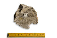 F 00098
<br/>
<br/>
<em></em>